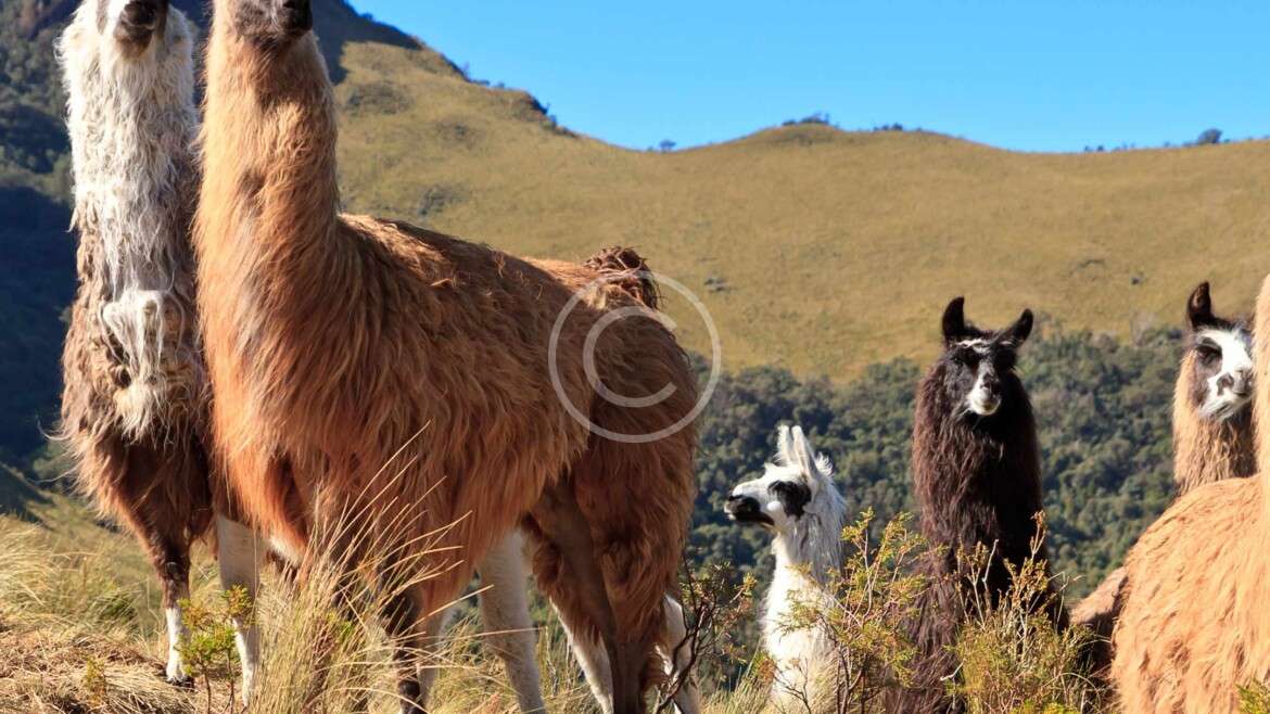 Peru Travel Guide and Information